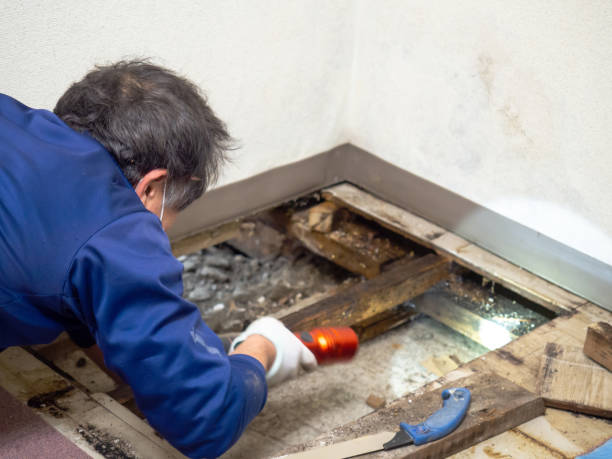 Mold Removal and Inspection in Rapid City, MI
