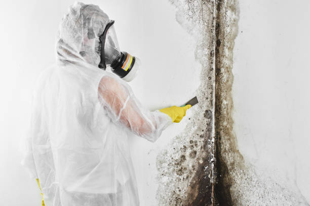Best Mold Cleaning Services  in Rapid City, MI