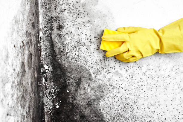 Best Mold Testing  in Rapid City, MI