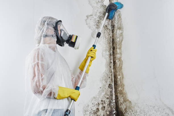 Attic Mold Removal in Rapid City, MI