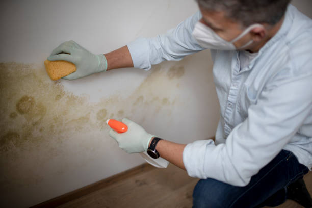 Best Mold Damage Repair  in Rapid City, MI