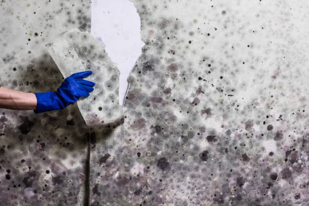Best Attic Mold Removal  in Rapid City, MI