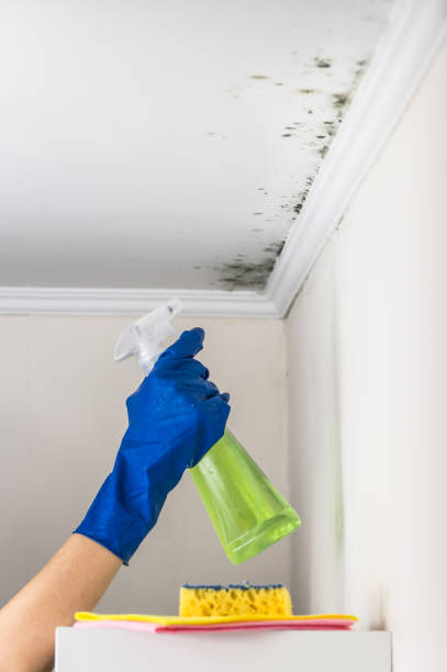 Best Residential Mold Removal  in Rapid City, MI