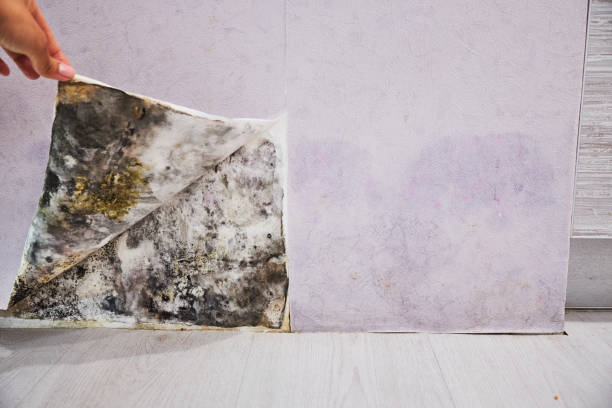 Mold Removal and Inspection in Rapid City, MI